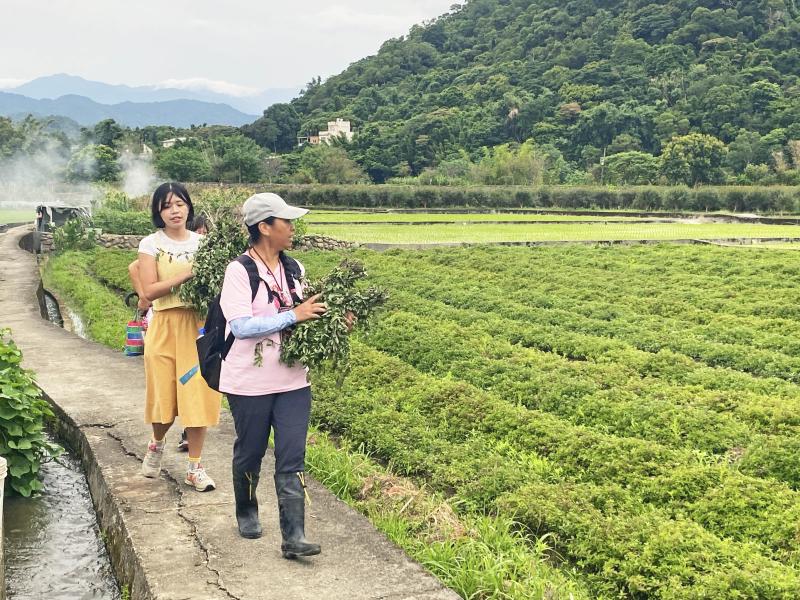帶遊客到"仙草一分田"，認識關西鎮特有的仙草與文化。