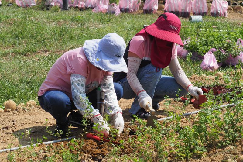 學員一起投入花田栽種的工作