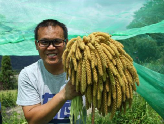 部落族人與豐收的小米合照。