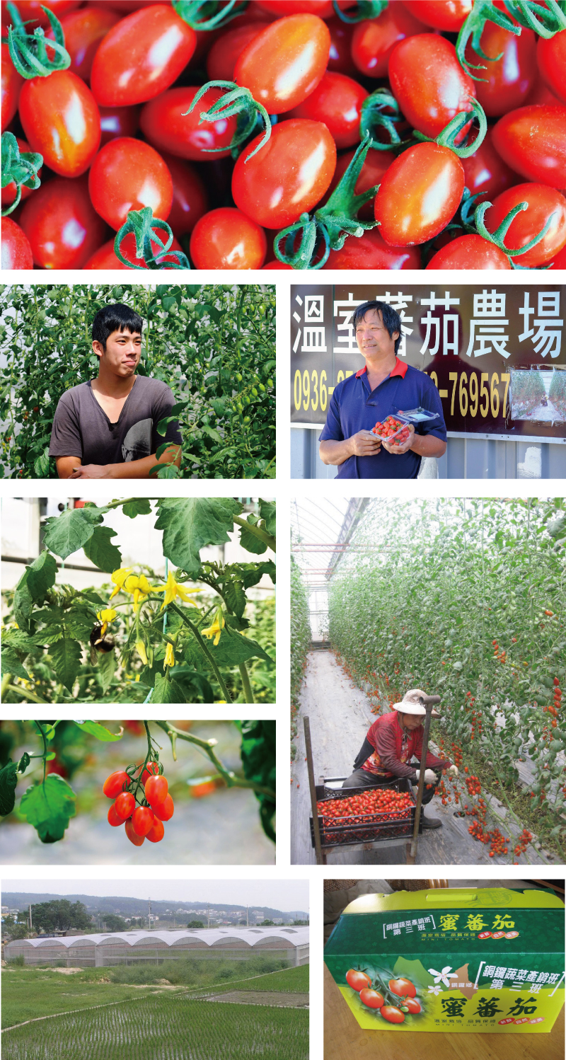 「阿牛哥溫室番茄農場」番茄相關產品
