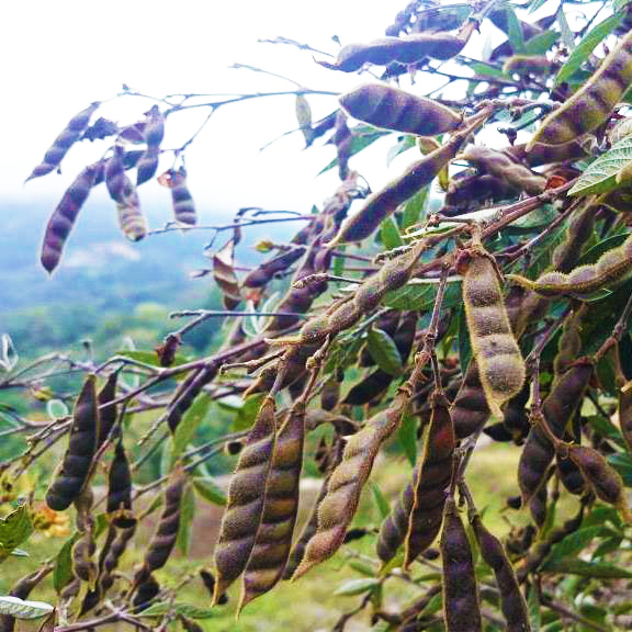 黑樹豆在豆莢中等待成熟。
