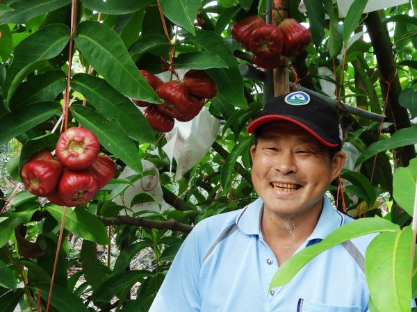 蓮霧王特等獎~農友戴添盛