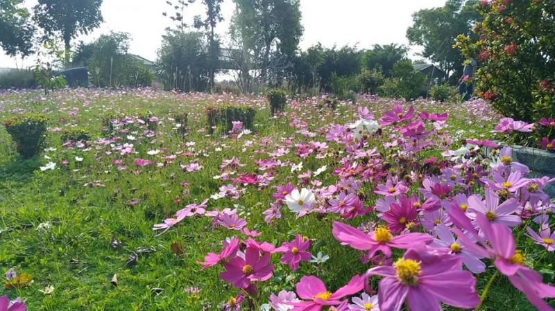 石光村東角公園緊鄰著墳場，種花來裝飾也比較沒那麼沉重