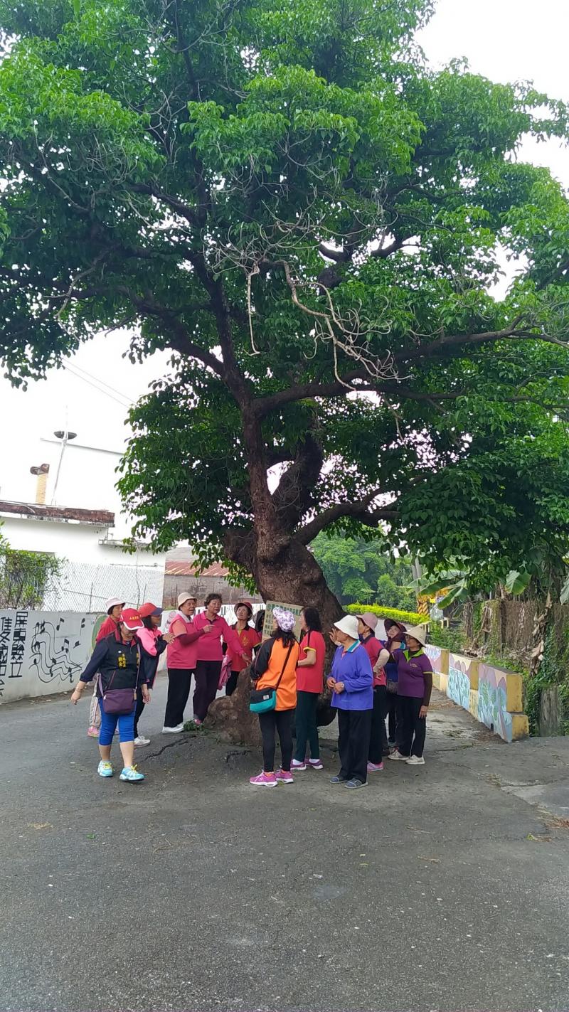 假日也有遊客特地來泉水溝泳池游泳、與百年老樹合照打卡呢