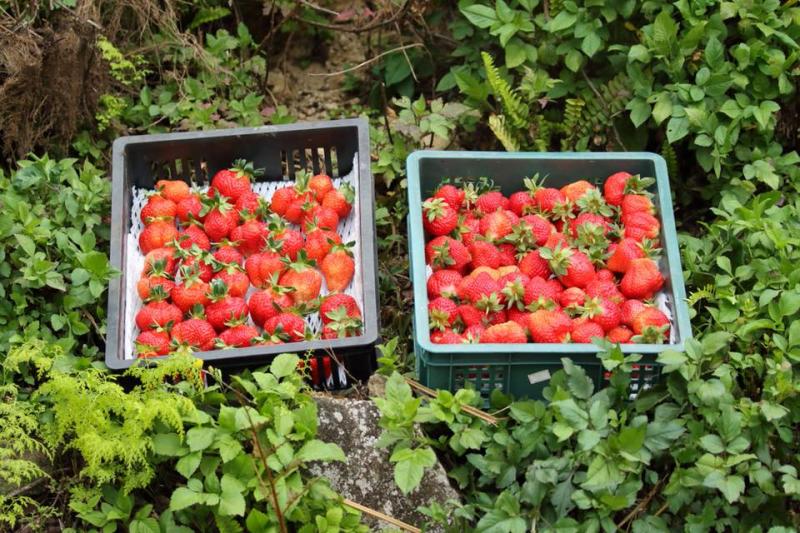 雲彩草莓園農特產草莓