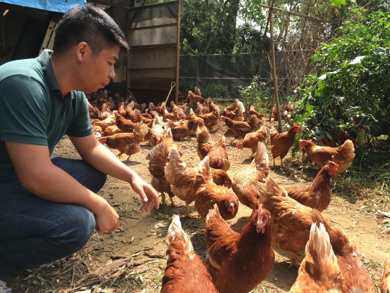 林漢騏的蛋雞以低密度的放牧方式進行飼養