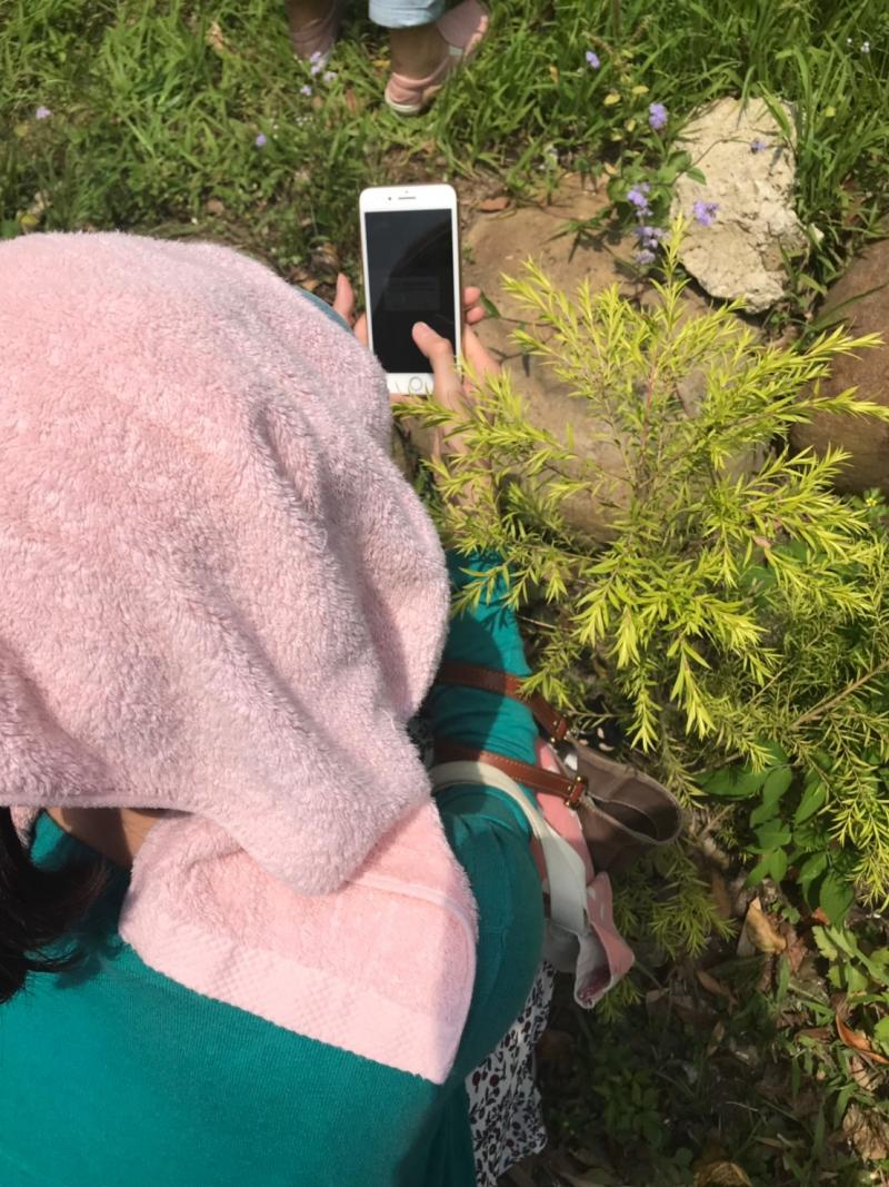 利用手機APP認識雜草