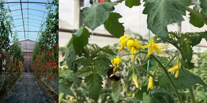 阿牛哥溫室蕃茄農場番茄花