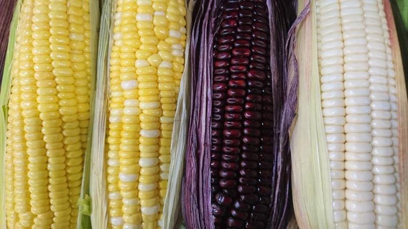 農嘉雅米安心農場-讓您吃的安心的玉米筍