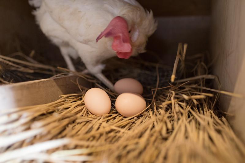 大裕農牧場-新鮮的雞蛋來囉