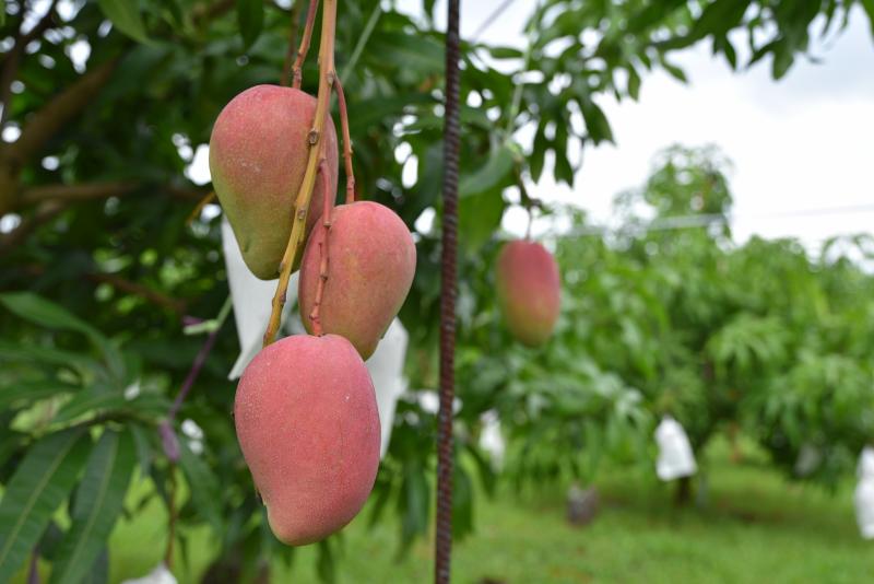 屏東水之武夏雪芒果農場，位於內埔鄉，主要栽種農作物為夏雪芒果，及少蜜雪芒果。