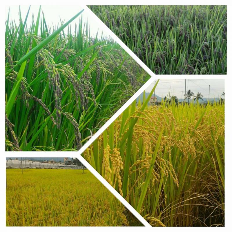 林達農產行自家生產的農產品-稻米