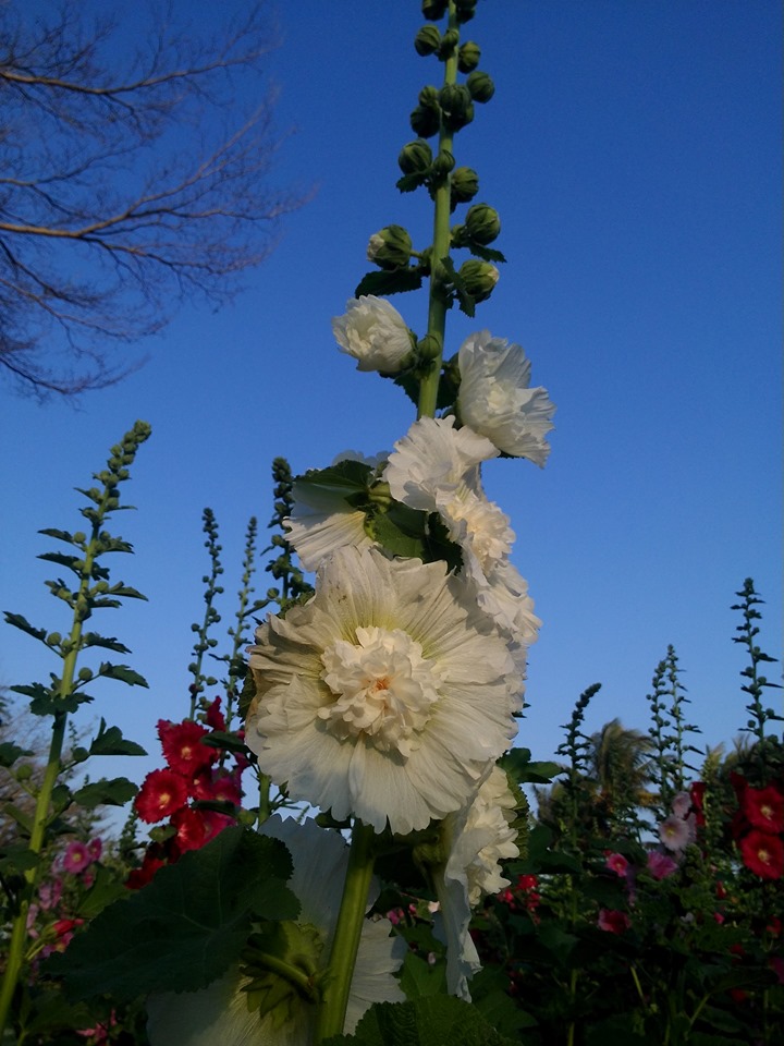 學甲蜀葵花