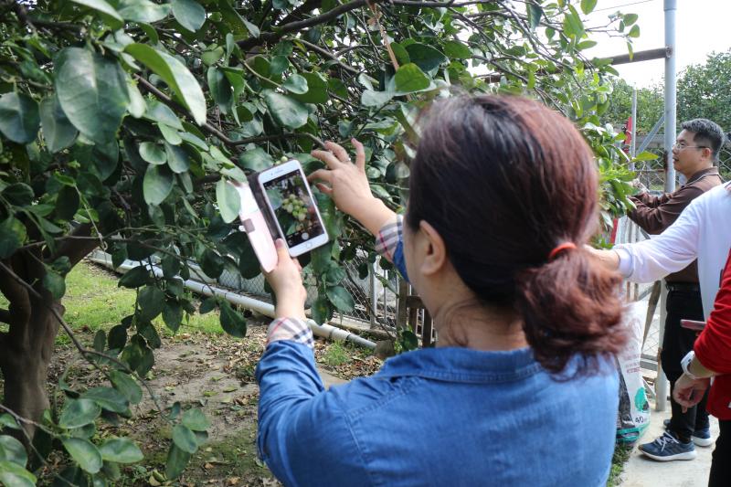 麻豆DOC開設手機拍照課程，
透過講師上課指導與分享範例照片，
讓學員直接到果園實際操作，
透過拍照課程，讓學員了解拍照不僅僅按下相機而已，
不同角度，照片會有不同效果。
