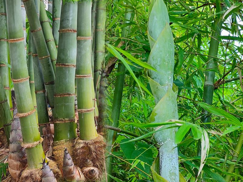 百竹園的竹子多樣性，可以供大家欣賞