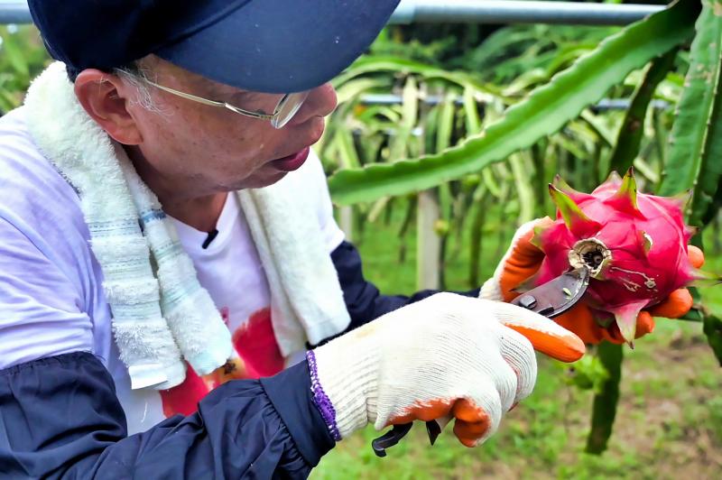 戴金相採收火龍果