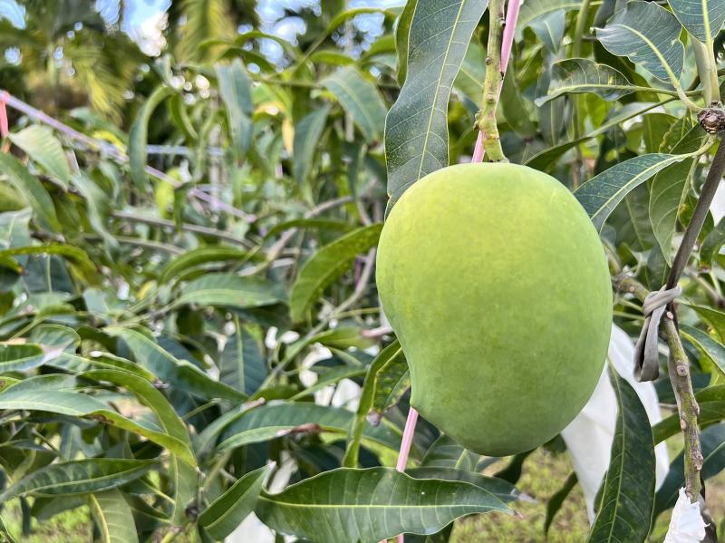 聖德龍完全沒有酸澀感，入口多汁，甜而不膩，品嚐過龍德芒果的人，回味無窮