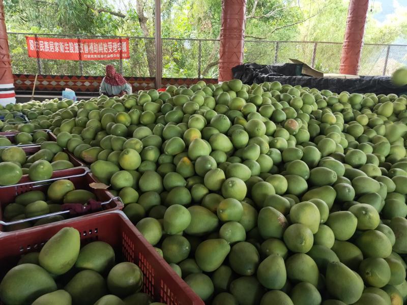 果真是滿坑滿谷的產量