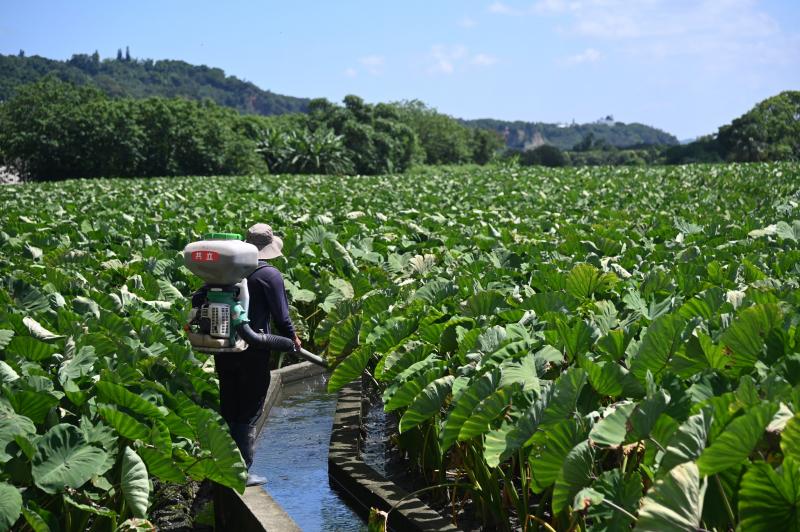 老闆陳彥辰向大家展示壯觀的芋頭園。