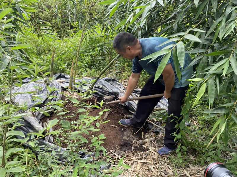 吳老闆示範挖筍子筍子