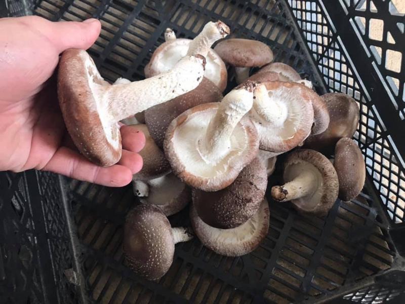 位於金門縣金城的「小島良采」菇農場出產的跟手掌一樣大的香菇