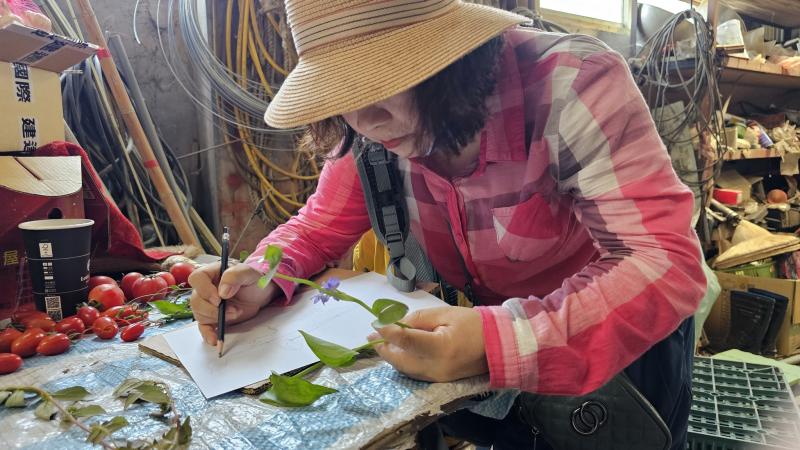 學員繪製雜草圖鑑。