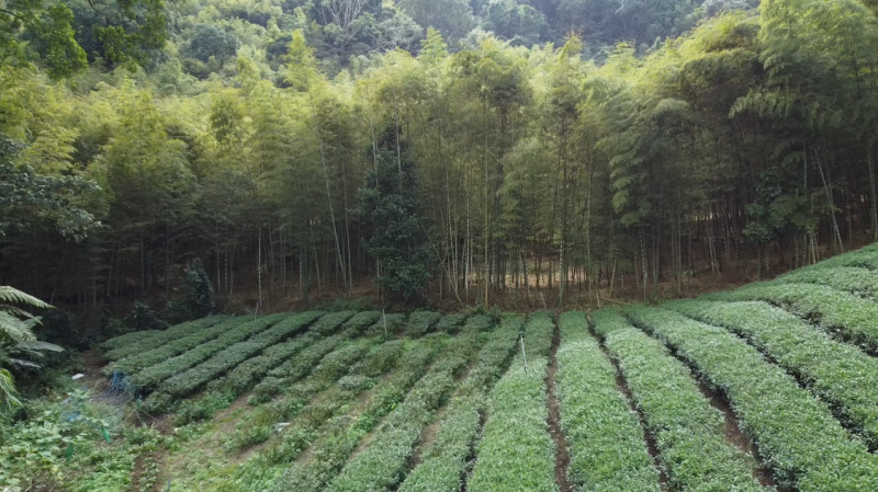 古戰場大崙山竹林與茶園交織