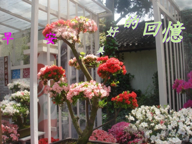 LKK時尚萬用卡課程 美好的早晨問候卡照