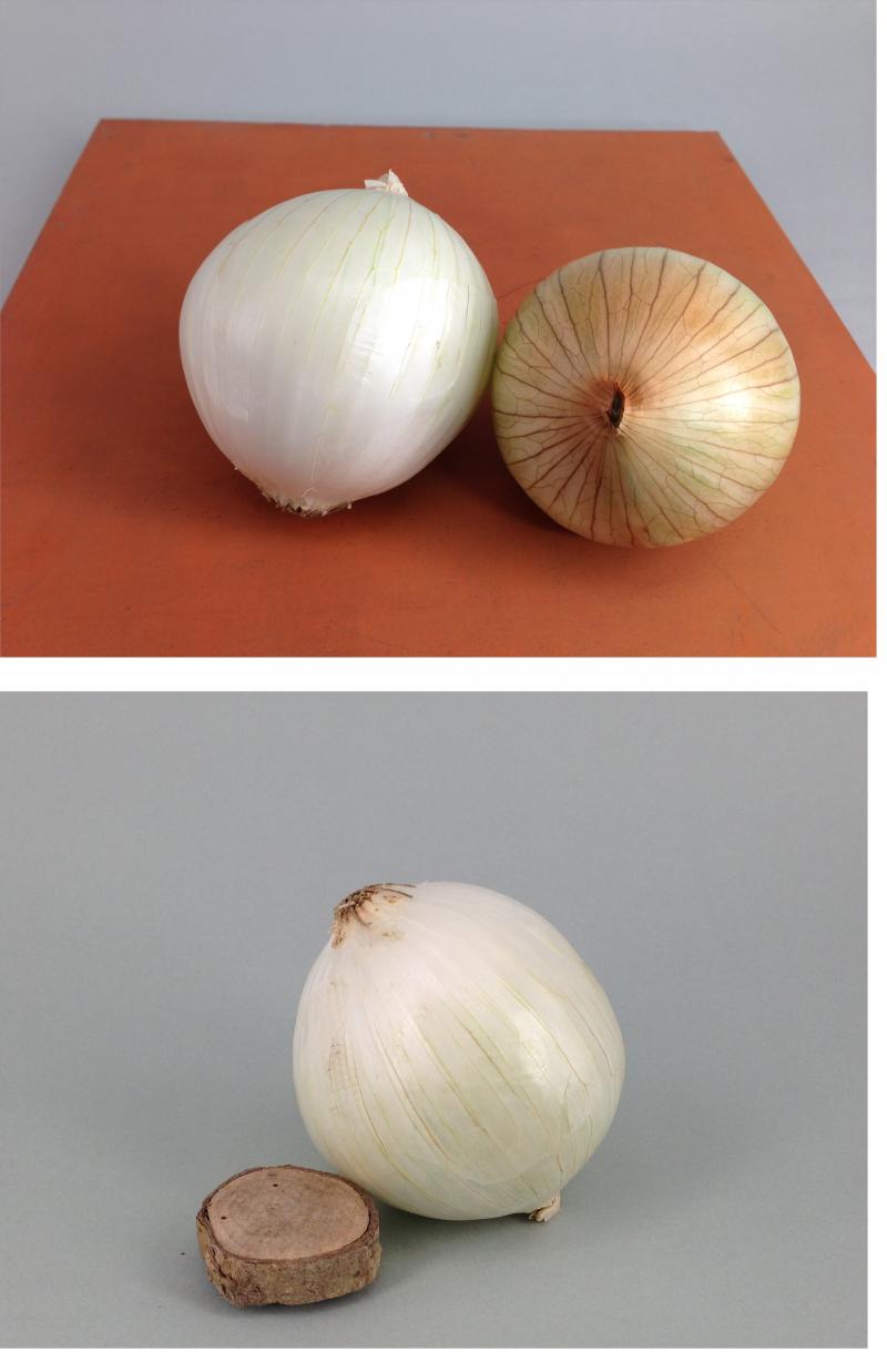 在地特產----洋蔥。