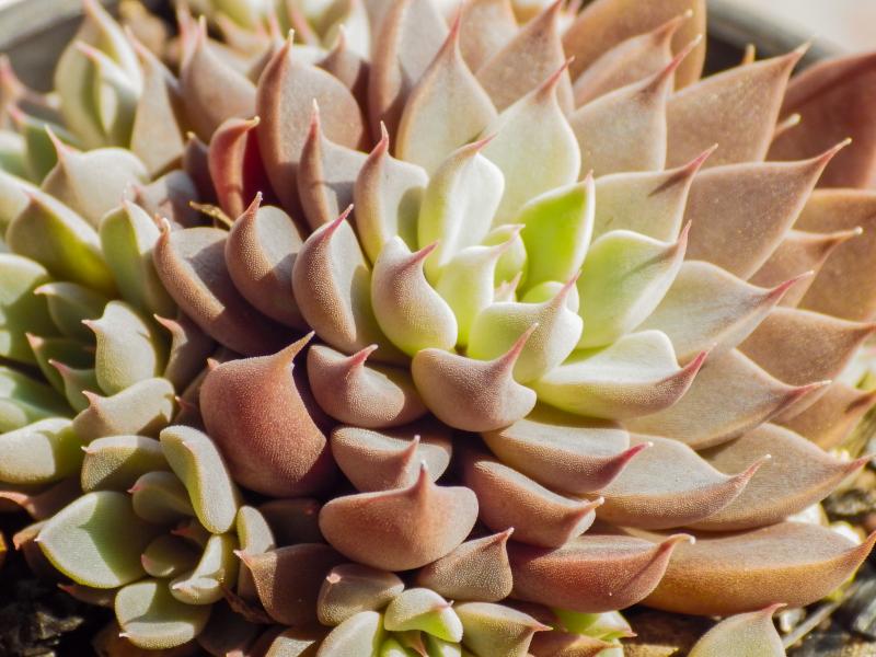 微距的世界蘊藏著許多奧妙