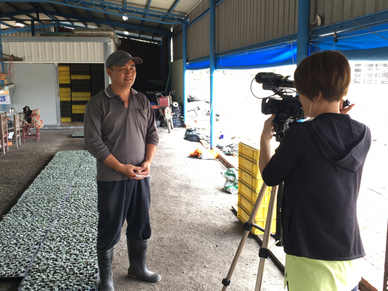 佳冬鄉瓜苗嫁接職人拍攝