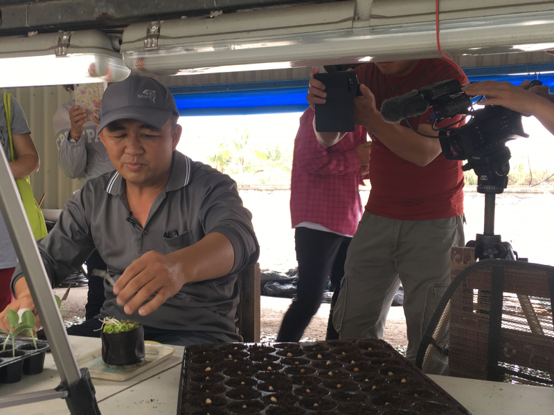 老闆示範瓜苗嫁接手法