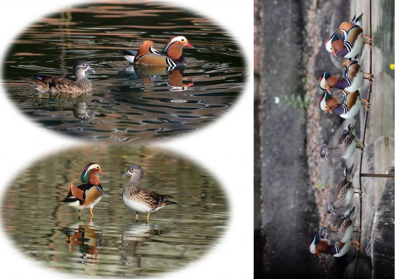 學員拍攝飛鳥圖