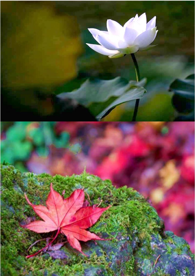 蓮花與楓葉的拍攝