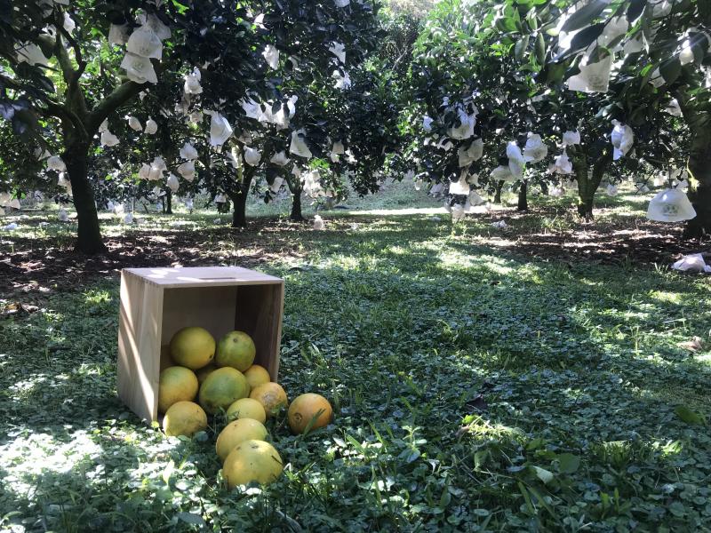 學員透果擺設在果園拍照