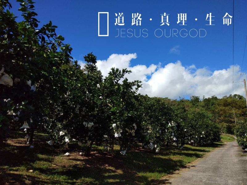 角度抓對了  果園風景美報冒泡