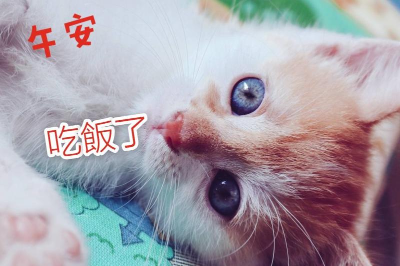 學生自己到老師介紹的APP下載該圖，並在黃油相機裏面將早安圖設計好，與大家分享