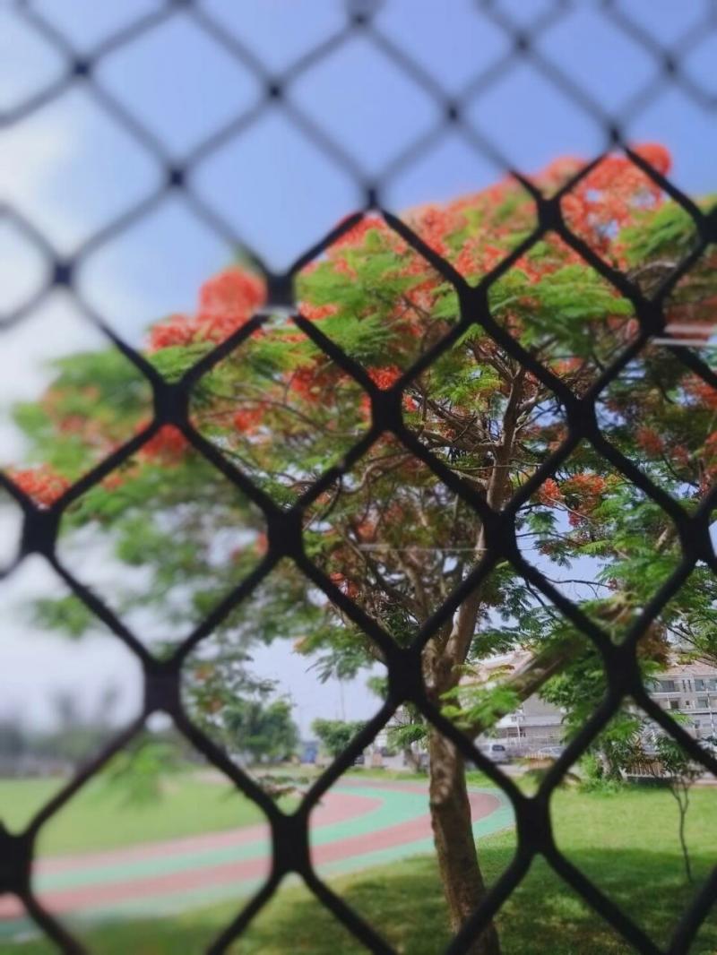 學生使用手機，利用上課老師教的軟體將照片質感升級