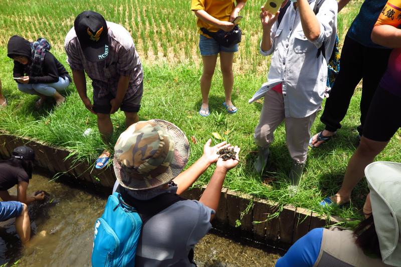 小渠裡非常乾淨，有許多小魚小蝦、螺類及蜆仔。