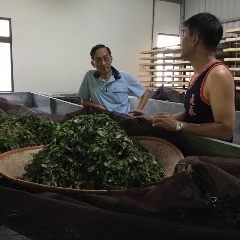 講師解說茶葉萎凋過程