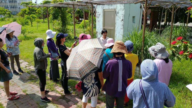 一起來認識東石國小校園裡種植哪些香草植物