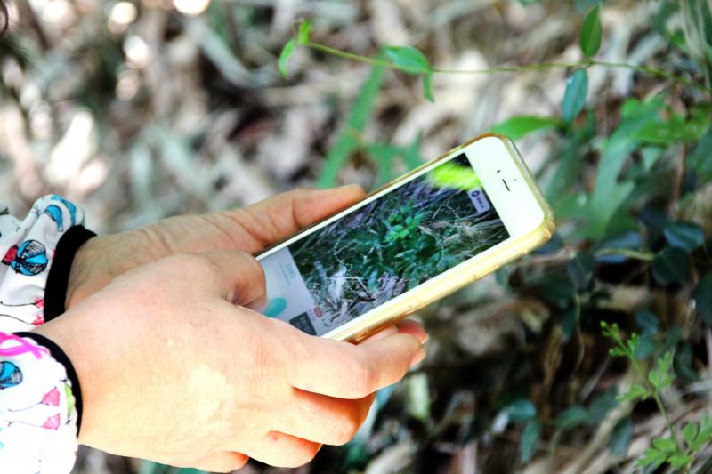 雜草觀察繪畫創作