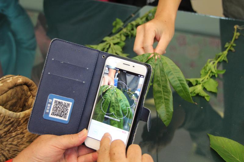 學員利用形色APP進行植物辨識。