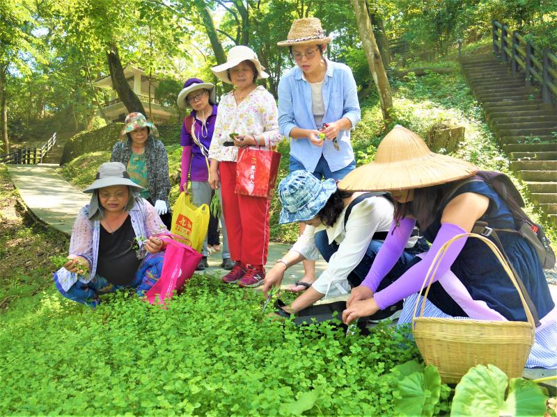 芝宇老師帶領學員們在秀巒山上採草