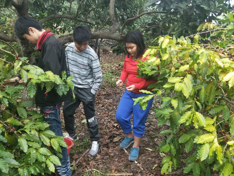 行動拍攝課程實地走訪咖啡園