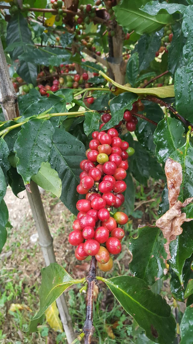 學員以咖啡果樹練習拍攝，圖為學員拍攝成果