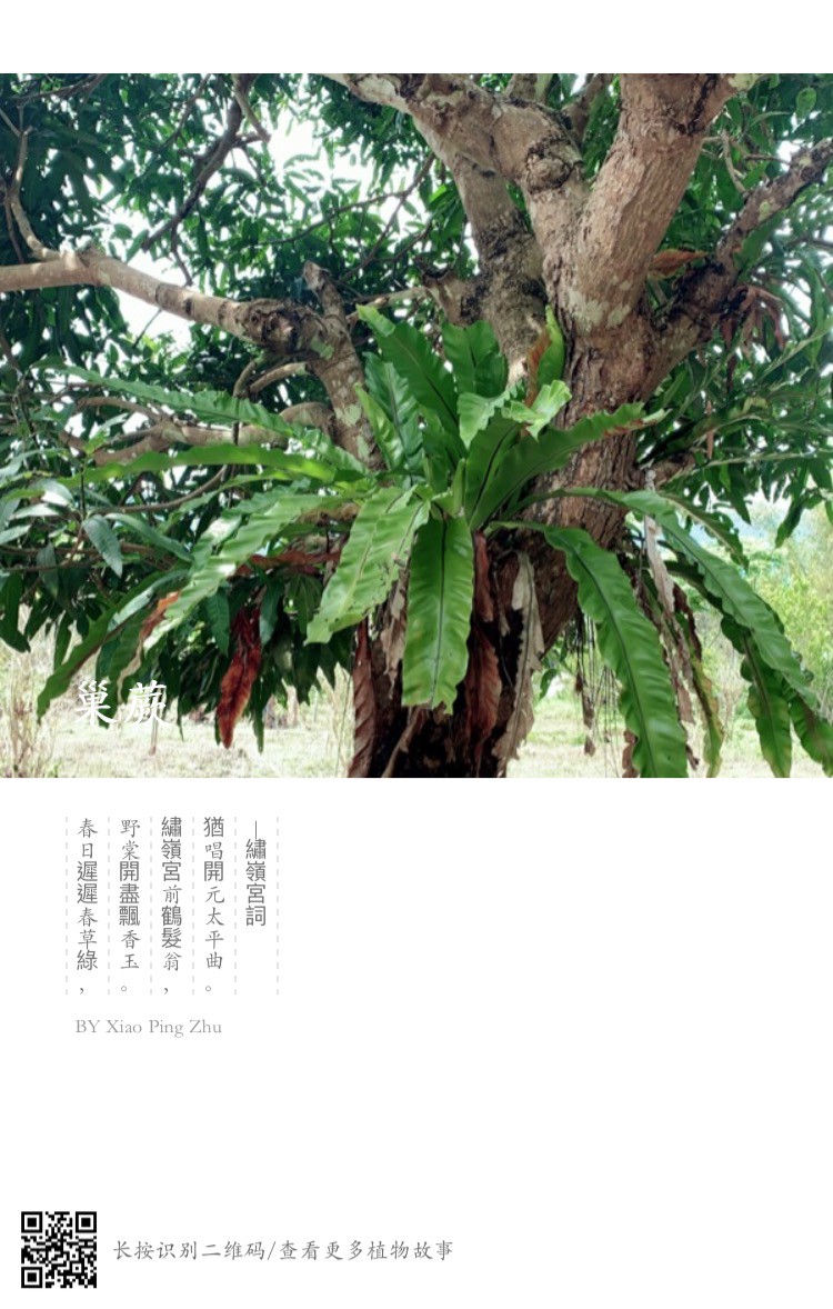 學員利用形色ＡＰＰ在老師的導覽下拍下的植物  利用形色ＡＰＰ內健功能生成的美麗圖籤