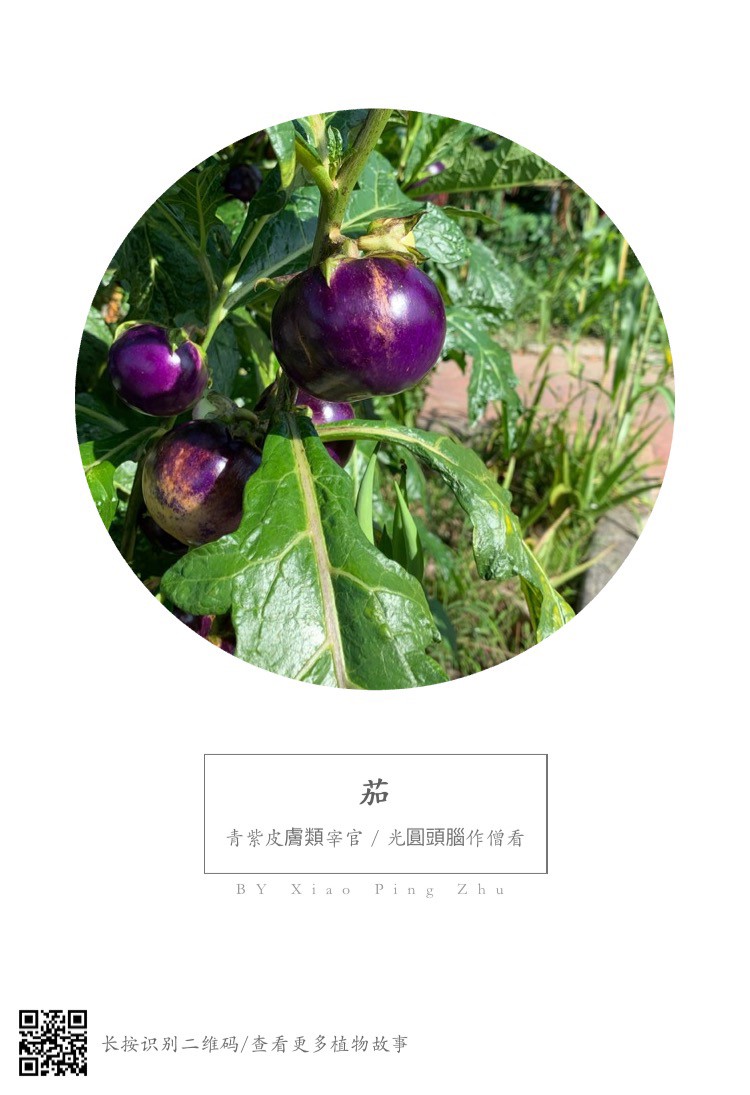 創作美麗的圖籤，不需要複雜的製作方法～  只需下載能辨識所有花種植物的應用程式形色ＡＰＰ