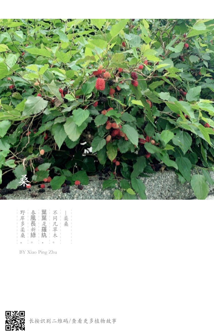 生成的美圖也能配上優美的詩詞  欣賞美圖也能品讀詩書