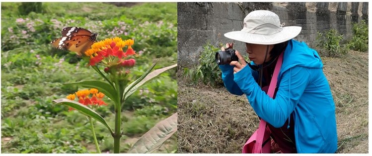 花正鮮，蜜正甜，吸引的不只是蝴蝶喔!還有一旁靜候的攝影者:蔡盈盈